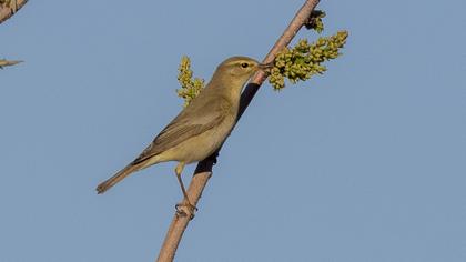 Willow Warbler