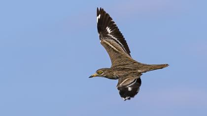 Eurasian Stone-curlew