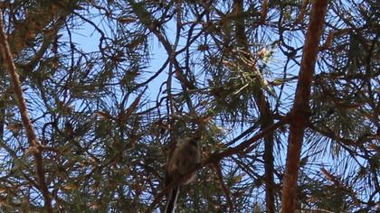 Uzunkuyruklu baştankara