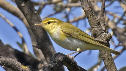 Wood Warbler