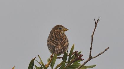 Corn Bunting
