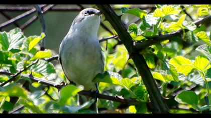Lesser Whitethroat