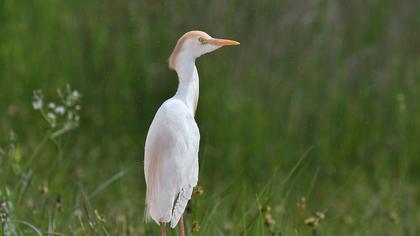 Western Cattle Egret