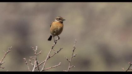 European Stonechat