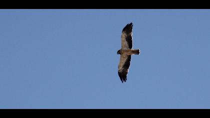 Booted Eagle