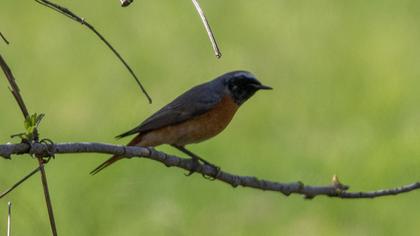 Common Redstart