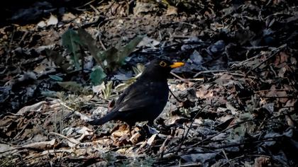 Common Blackbird