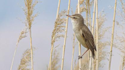 Great Reed Warbler