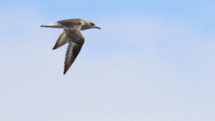 Grey Plover