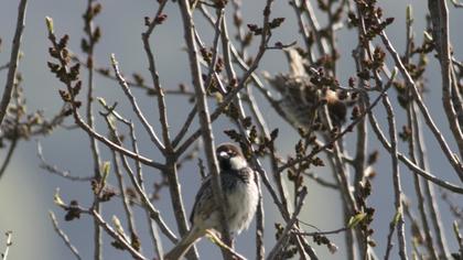Spanish Sparrow