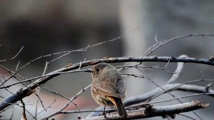 Black Redstart