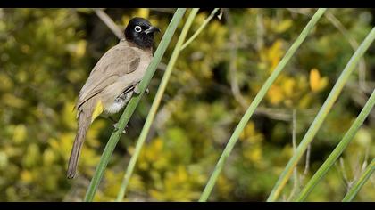 White-spectacled Bulbul