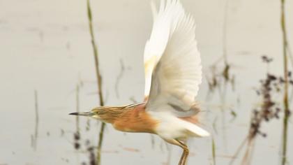 Squacco Heron