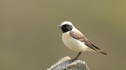 Black-eared Wheatear