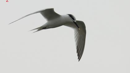Sandwich Tern