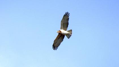 Short-toed Snake Eagle