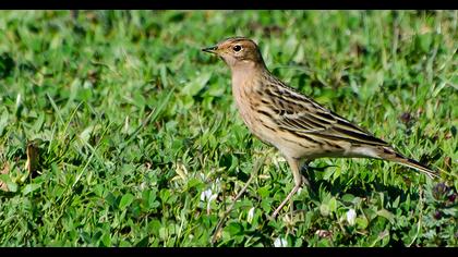 Kızılgerdanlı incirkuşu