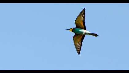 European Bee-eater