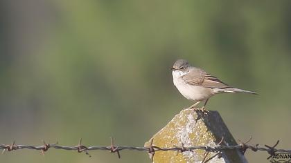Common Whitethroat