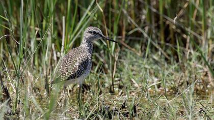 Wood Sandpiper