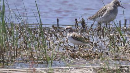 Little Stint