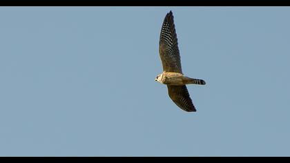 Red-footed Falcon