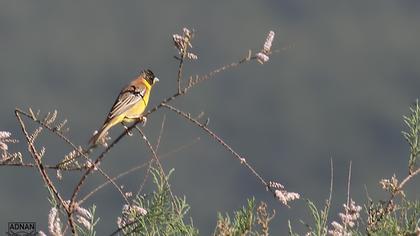 Black-headed Bunting
