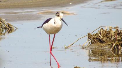 Black-winged Stilt