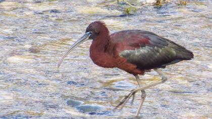 Glossy Ibis