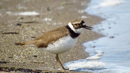 Little Ringed Plover