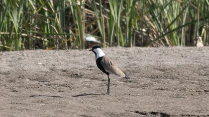 Spur-winged Lapwing