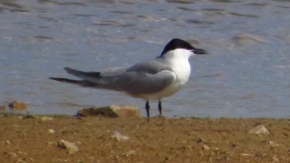Gull-billed Tern