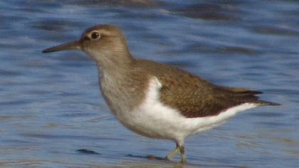 Common Sandpiper