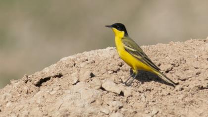 Western Yellow Wagtail