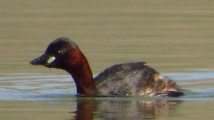 Little Grebe