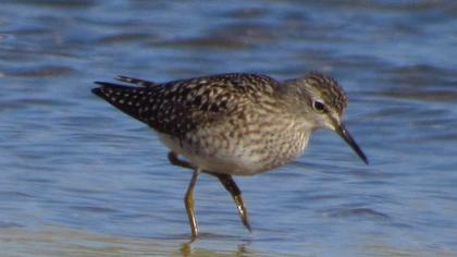 Wood Sandpiper