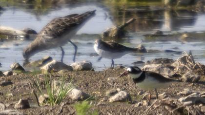 Common Ringed Plover