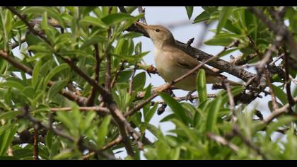 Eastern Olivaceous Warbler