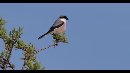 Lesser Grey Shrike