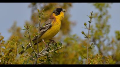 Black-headed Bunting
