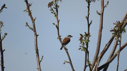 Red-backed Shrike