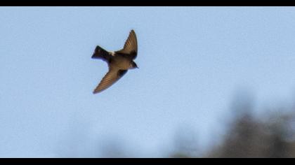 Eurasian Crag Martin