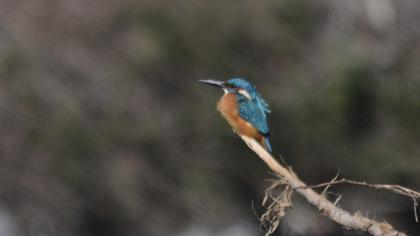 Common Kingfisher