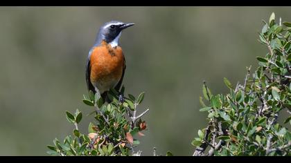 White-throated Robin