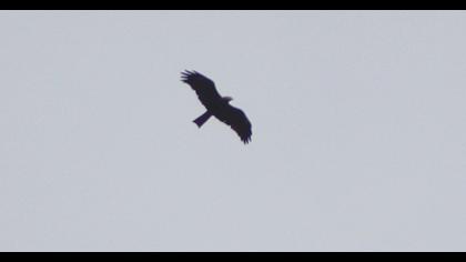 Black Kite
