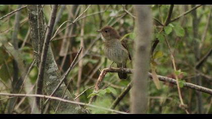 Thrush Nightingale