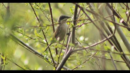 Lesser Whitethroat