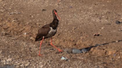 Black Stork