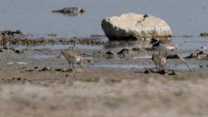 Little Stint