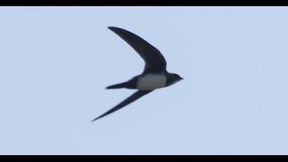 Alpine Swift
